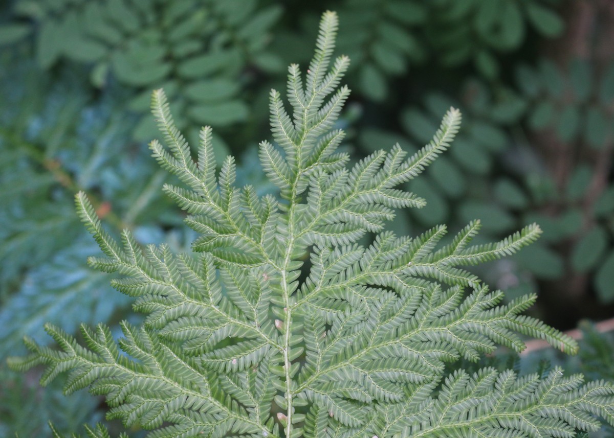 Selaginella willdenowii (Desv.) Baker